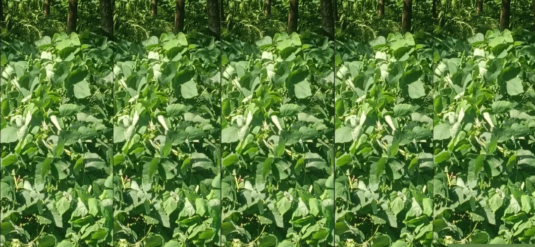 kumari-vanak-kolliyai-kalaik-kolliyai-azhippadu-epodhu