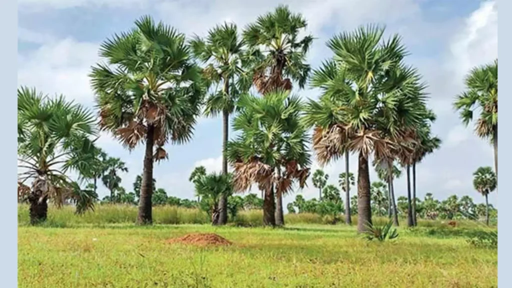 panai-vetta-arasu-uttharavu-samugam-varaverpu
