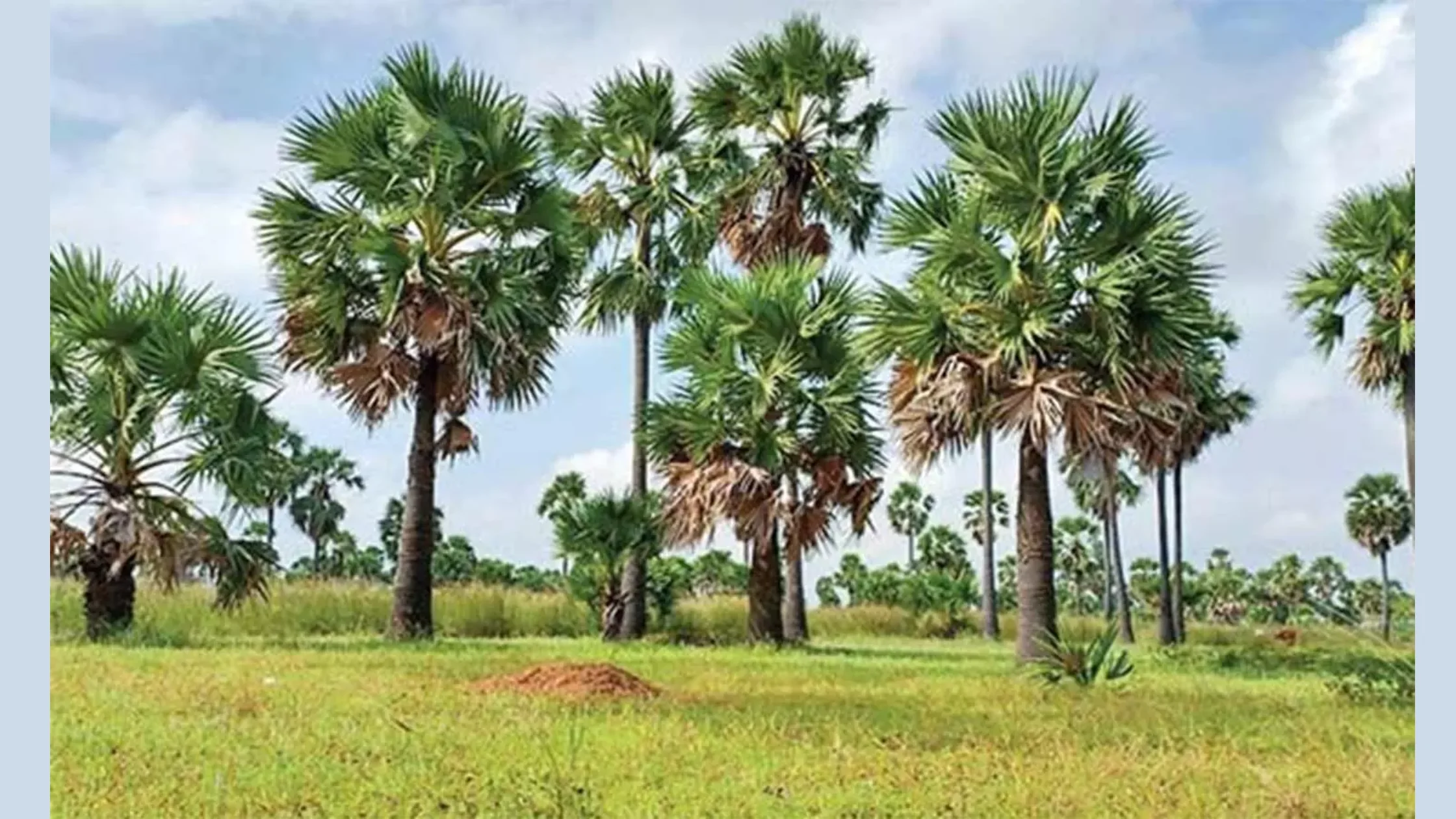 panai-vetta-arasu-uttharavu-samugam-varaverpu