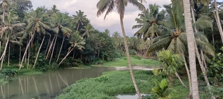 ஆக்கிரமிப்பால் குறுகிவரும் பரளியாறு-சமூக பொதுநல இயக்கம் புகார் –
