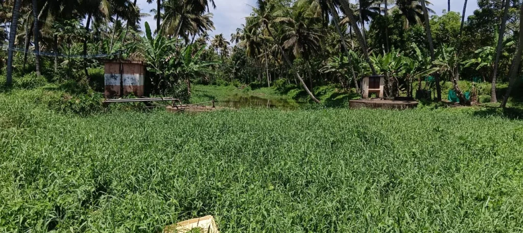 Thakkalai aruge aatril thengiya kazhuvigalal maasupatta kudineer viniyogam