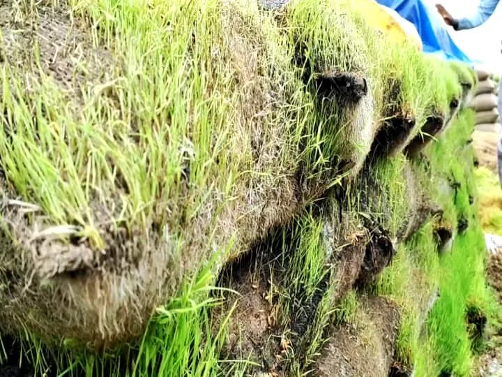 Farmers in Tamil Nadu expressing concern over their ruined rice crops due to heavy rains during the harvest season.