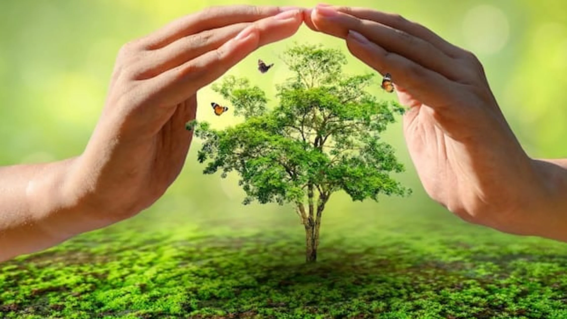 Tamil Nadu Government Should Enact a Tree Protection Law to Safeguard Trees in Public Spaces - Social Welfare Movement's Advocacy