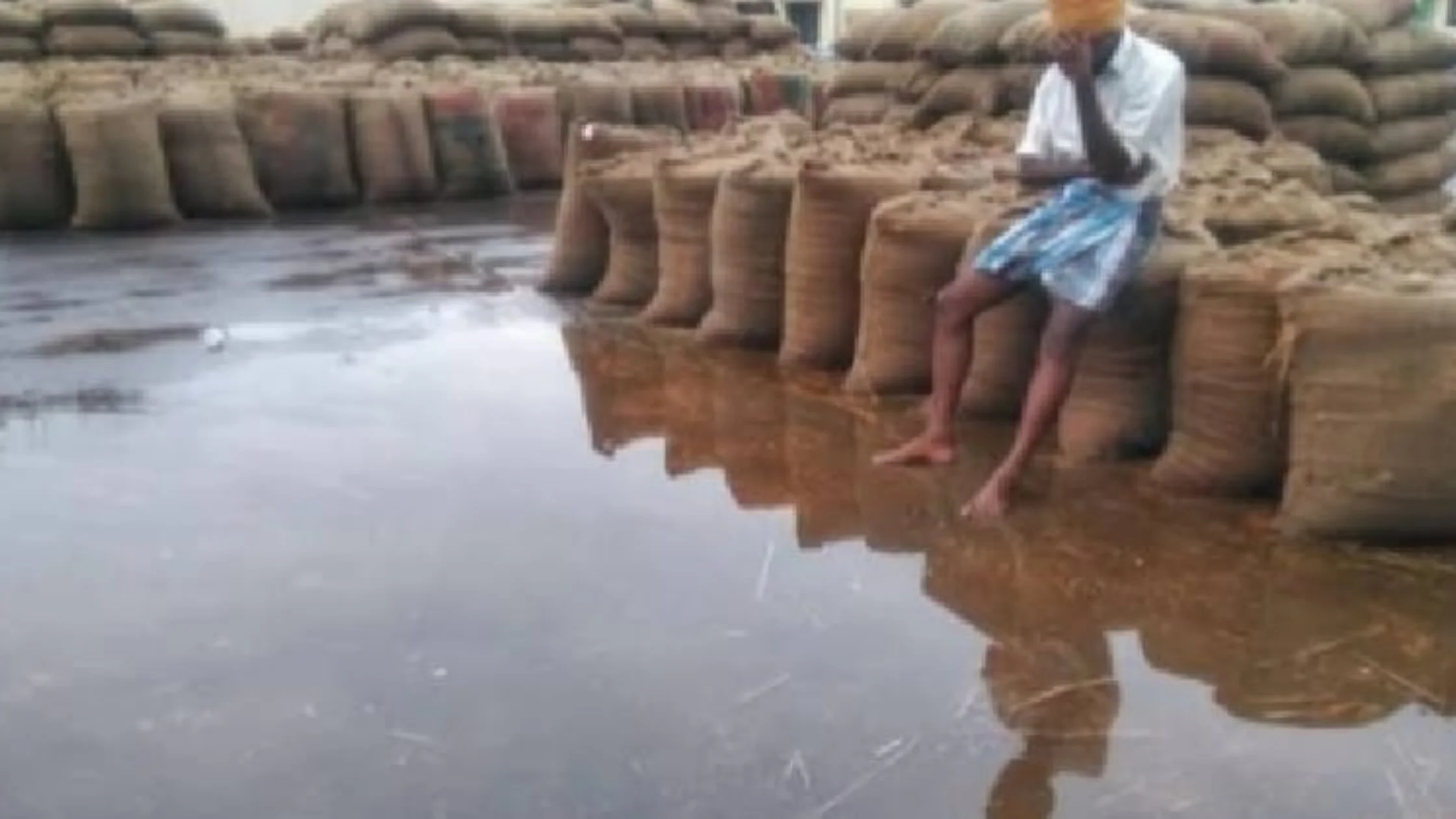 A flooded rice field in Tamil Nadu where rice crops are being destroyed by excess rain, leaving farmers in despair.