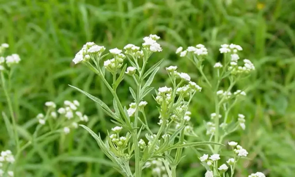 Environmental activists inspecting Parthenium spread in Tamil Nadu
