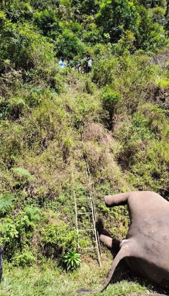 Elephant mysterious death in Kothaiyar and social welfare activists demanding judicial inquiry