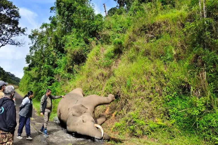 Mysterious death of an elephant in Kothaiyar and the need for a judicial inquiry