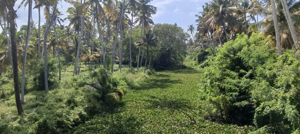 Encroachments in Kumari: Canal Turns into Drain | Social Welfare Complaint