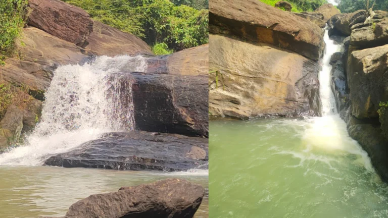 நெய்யாறு இடதுகரை கால்வாய்க்கு மாற்றான முல்லையாறு தடுப்பணை திட்டம் தமிழக அரசு நிராகரிப்பு- சமூக பொதுநல இயக்கம் குற்றச்சாட்டு-