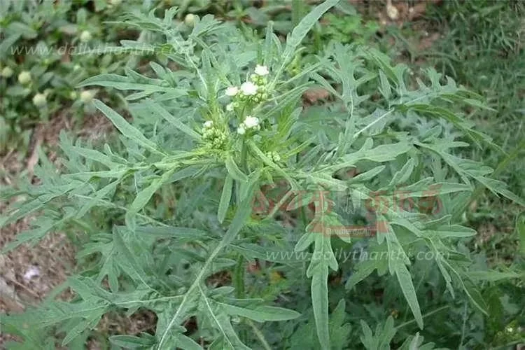 Citizens demanding removal of invasive Parthenium weed