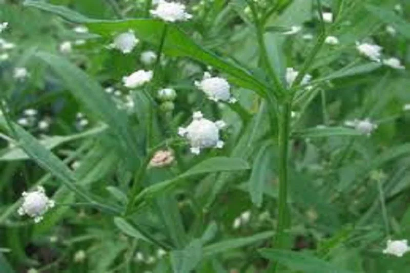 Public welfare group filing complaint over weed infestation