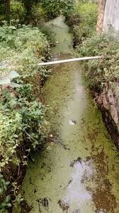 சமூக பொதுநல இயக்கம் புகார் குமரி