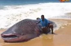 Sharks endangered by plastic pollution.கடலில் உள்ள பிளாஸ்டிக் கழிவுகளால் பாதிக்கப்படும் சுறாக்கள்