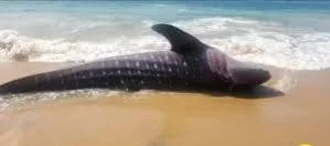 Sharks threatened by plastic waste, social movement raises concern.சுறாக்களுக்கு அச்சுறுத்தலாகும் பிளாஸ்டிக் மாசு