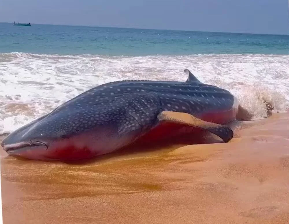 பிளாஸ்டிக் கழிவுகள் காரணமாக சுறாக்கள் அழிவின் விளிம்பில், சமூக இயக்கம் எச்சரிக்கை