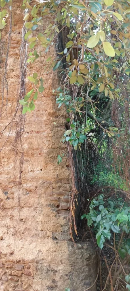 Ancient Aralvaimozhi fort hidden in bushes, complaint by samuga pothunala iyakkam 