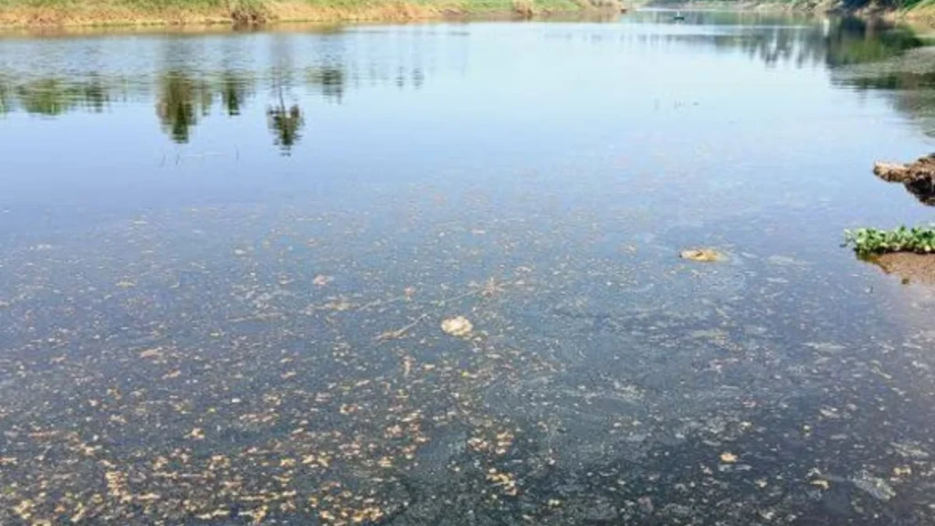 கோயம்புத்தூர் மற்றும் ஈரோடு பகுதிகளில் கழிவுநீர் கலப்பால் பவானி ஆறு மாசுபடும் நிலை