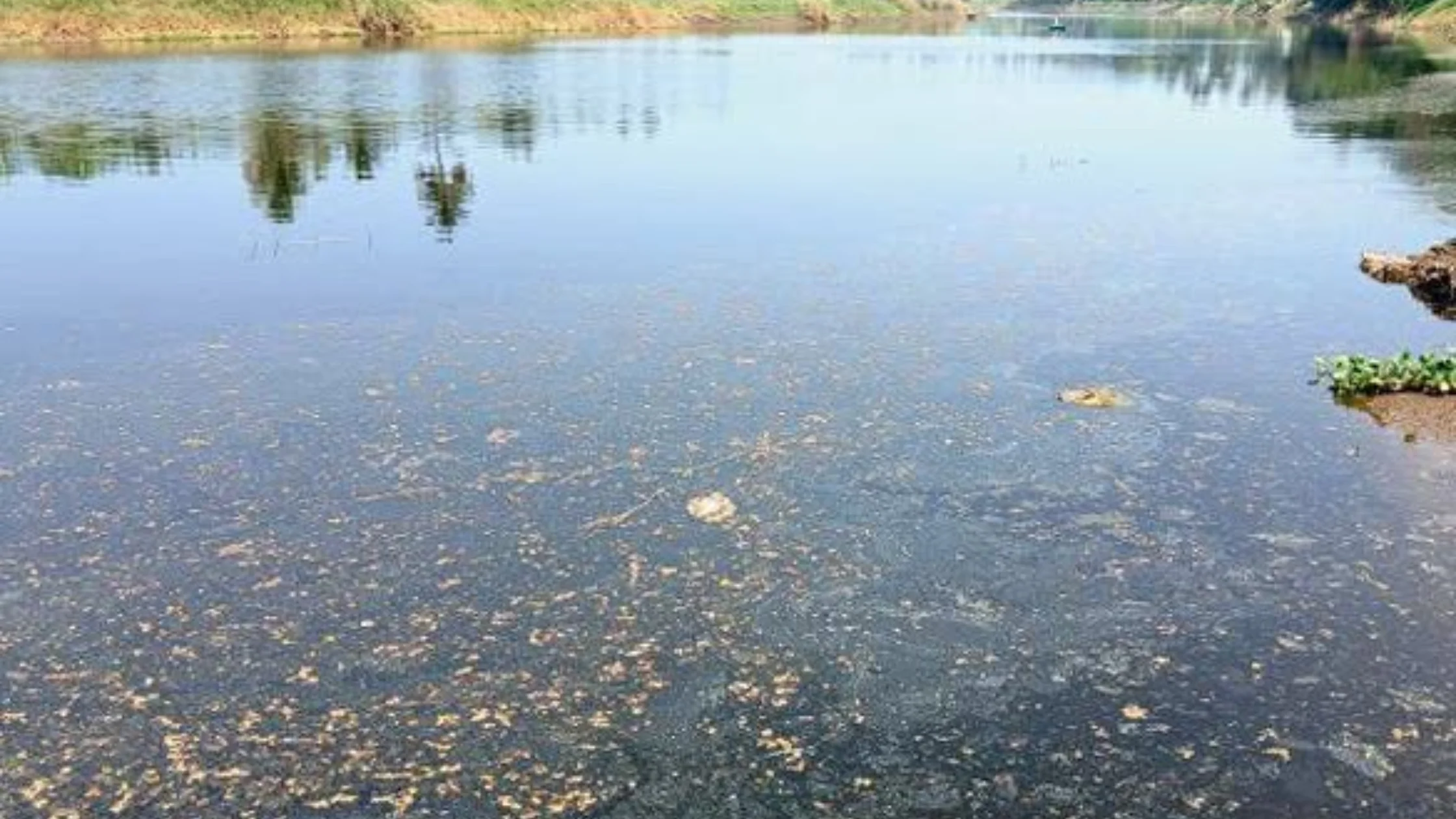 கோயம்புத்தூர் மற்றும் ஈரோடு பகுதிகளில் கழிவுநீர் கலப்பால் பவானி ஆறு மாசுபடும் நிலை