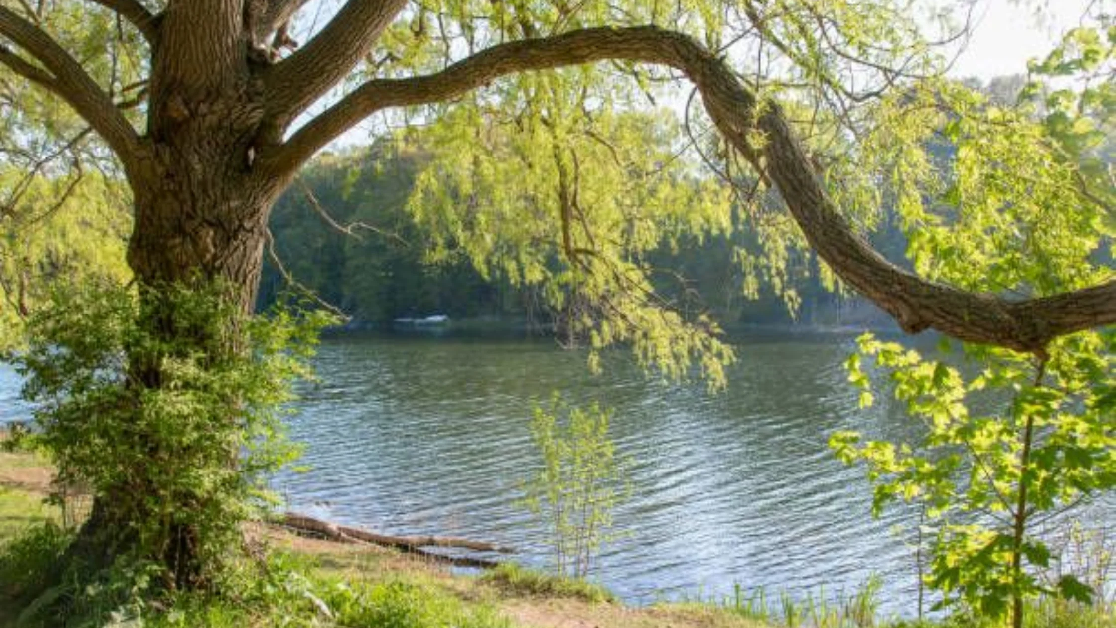 குமரி மாவட்டத்தில் சட்டவிரோதமாக மரங்கள் வெட்டப்படும் சுற்றுச்சூழல் பிரச்சனை