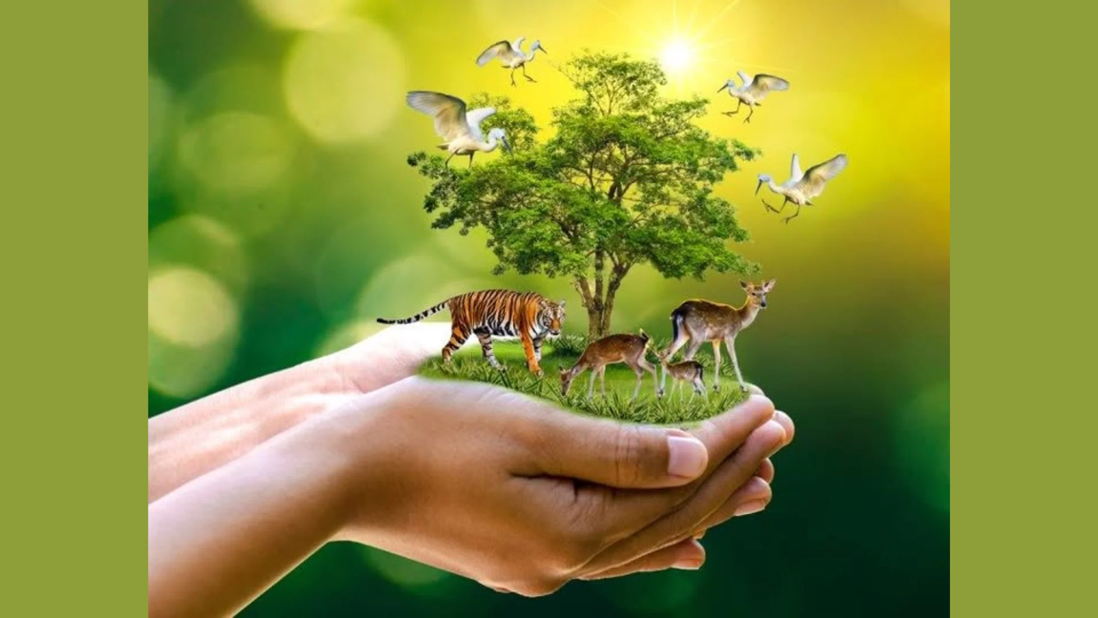 மேற்கு தொடர்ச்சி மலைப்பகுதியில் வனவிலங்குகளின் வாழ்விடம் மற்றும் சுற்றுச்சூழல் பாதுகாப்பு