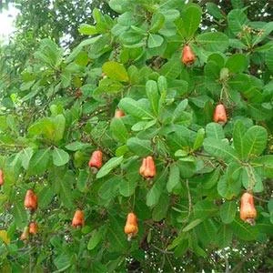 அரியலூரில் முந்திரி தொழிற்சாலை எப்போது