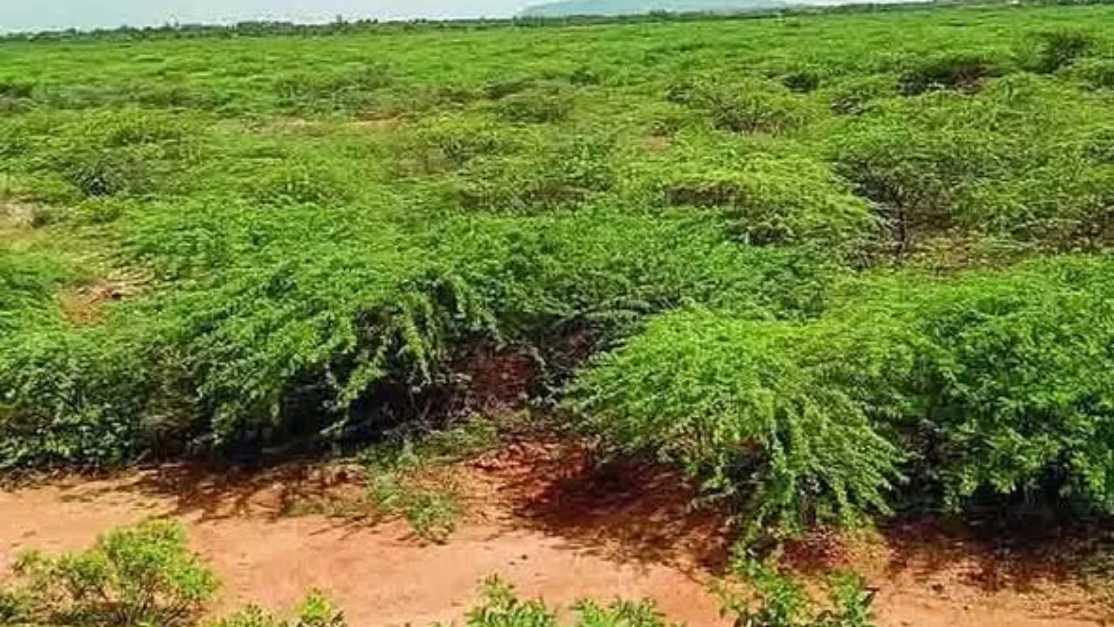 கரூர் மாவட்ட பஞ்சப்பட்டி ஏரி வறண்டு காணப்படும் நிலை மற்றும் விவசாய பாதிப்பு