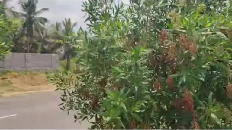 சாலையோரங்களில் வளர்க்கப்படும் கோனா கார்பஸ் மரங்கள் மற்றும் அவை ஏற்படுத்தும் சுற்றுச்சூழல் பாதிப்பு
