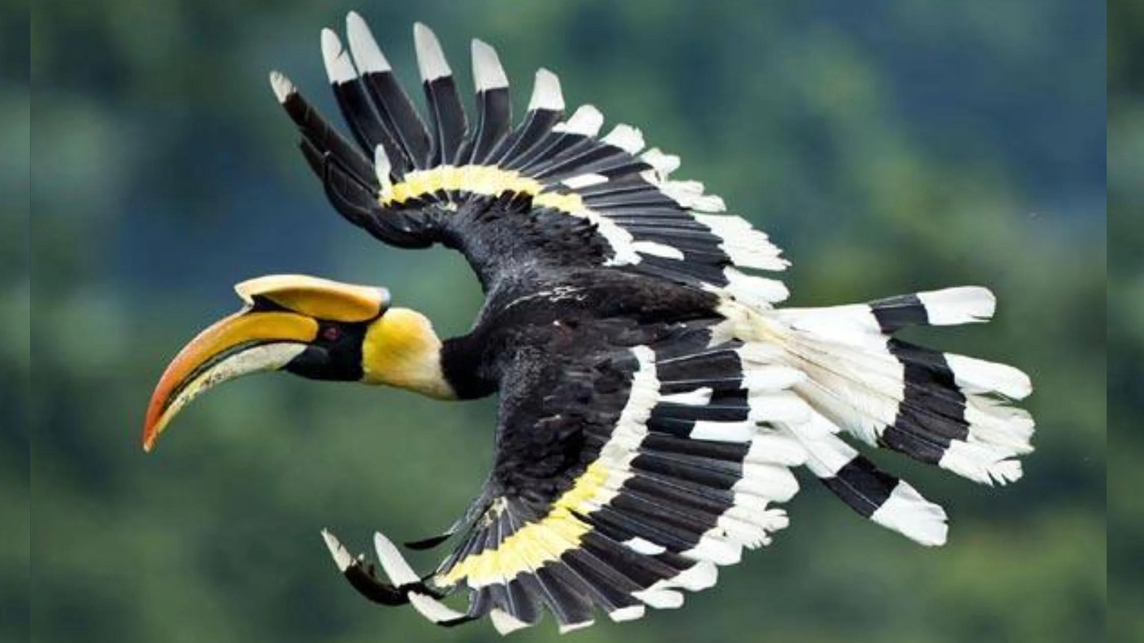 மேற்குத் தொடர்ச்சி மலைகளில் வாழும் அரிய இருவாட்சி (Hornbill) பறவை மற்றும் அதன் இயற்கை வாழ்விடம்