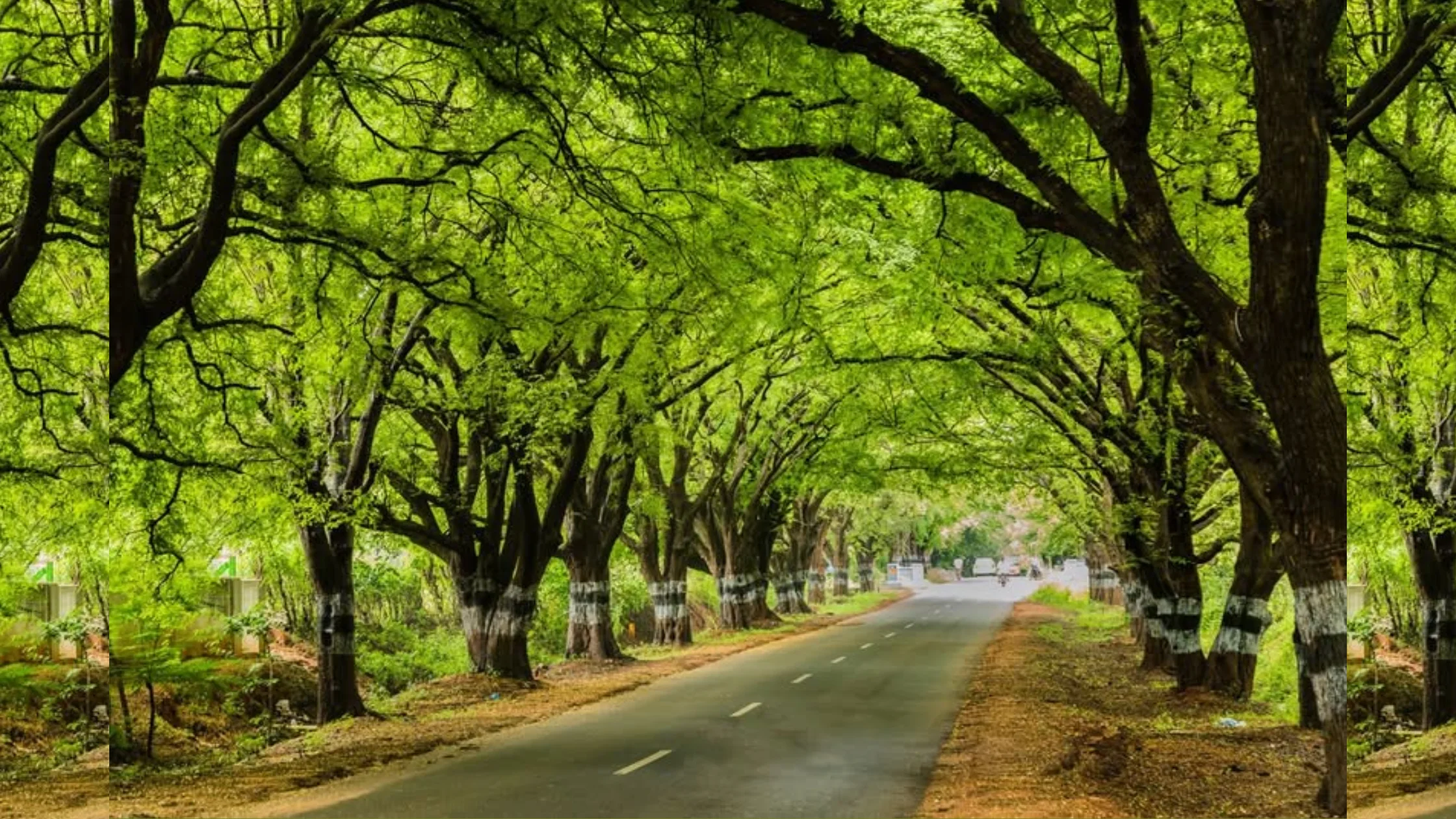 தமிழ்நாட்டில் சாலை மற்றும் அரசு திட்டங்களுக்காக மரங்கள் வெட்டப்படுவது மற்றும் அதன் சுற்றுச்சூழல் விளைவுகள்