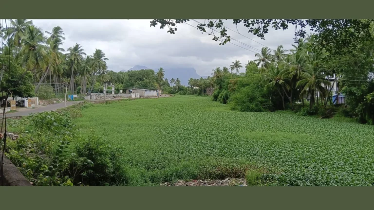 ஆகாயத்தாமரை செடிகளால் மூடப்பட்ட பழையாறு நீர்நிலை