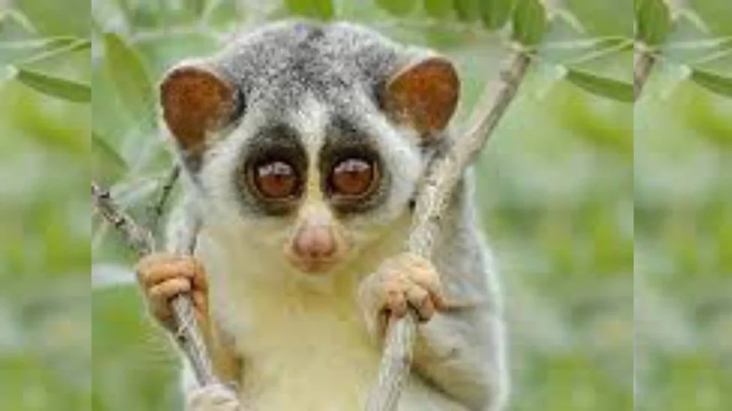 தமிழ்நாட்டில் பாதுகாப்பு தேவைப்படும் அரிய சாம்பல் தேவாங்கு (Grey Slender Loris)