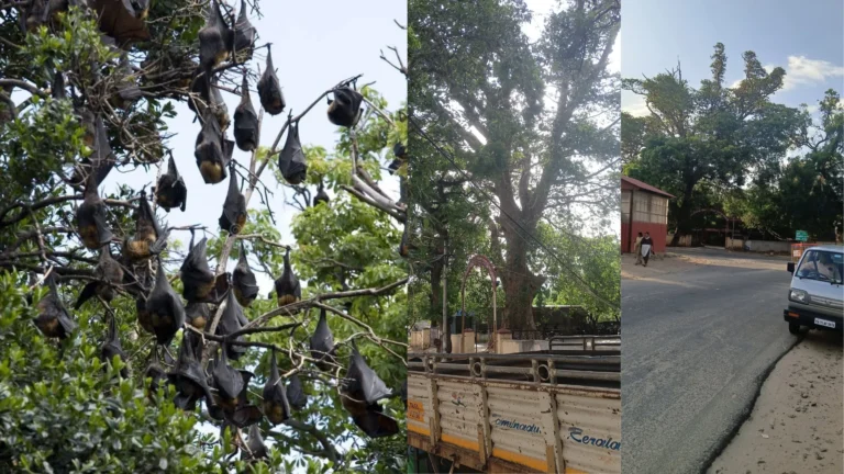 பணகுடியில் வவ்வால்கள் வாழும் பகுதியில் பட்டாசு வெடிப்பதால் ஏற்படும் சுற்றுச்சூழல் பாதிப்பு