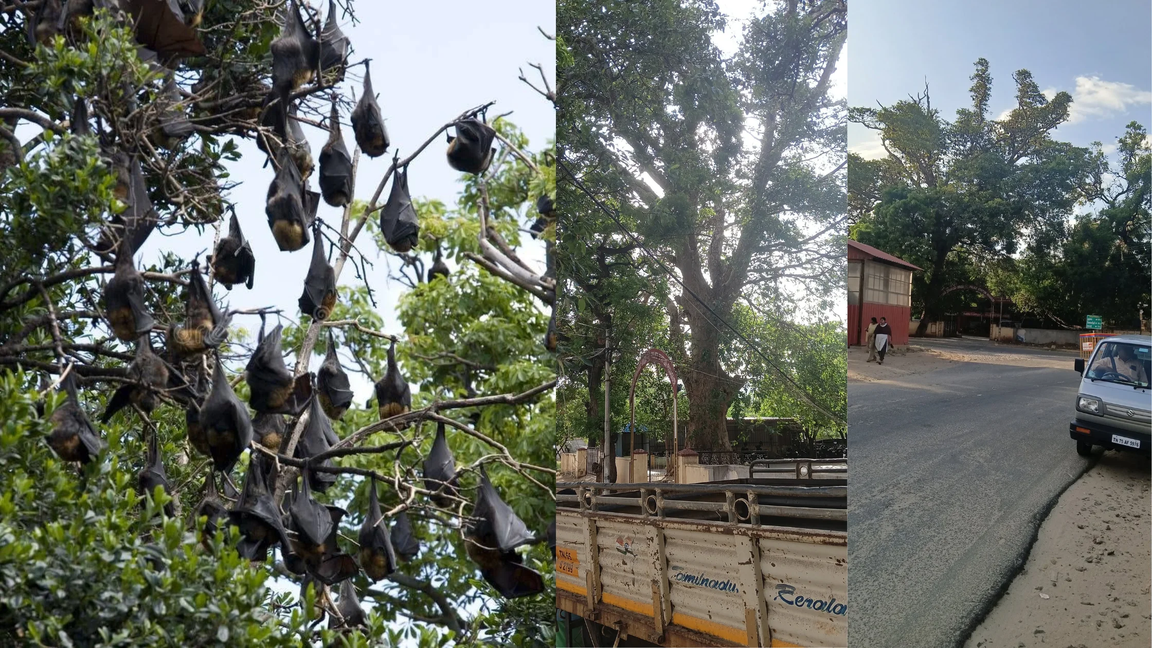 பணகுடியில் வவ்வால்கள் வாழும் பகுதியில் பட்டாசு வெடிப்பதால் ஏற்படும் சுற்றுச்சூழல் பாதிப்பு