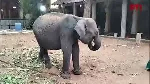 Elephants being brought from Assam to Tamil Nadu temples: TNSPI opposition
Request to stop bringing elephants from Assam for temple use
Why are elephants being brought to Tamil Nadu temples? TNSPI opposition