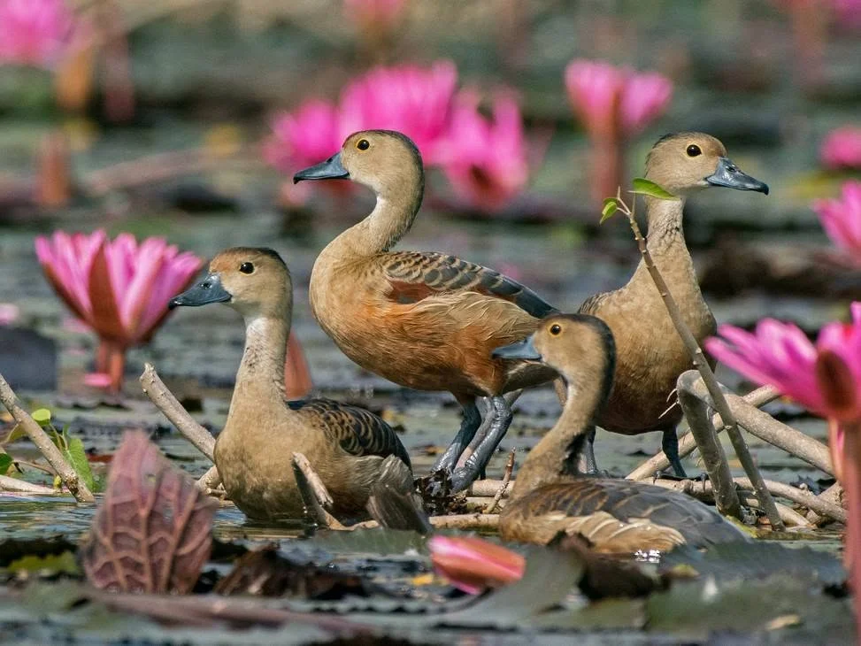 Request to protect Elathur Lake, a refuge for birds
Wastewater discharge into Elathur Lake must be prevented
Protect Elathur Lake to safeguard migratory birds
Elathur Lake: urgent action needed for biodiversity protection
Request to monitor Elathur Lake to protect bird habitat