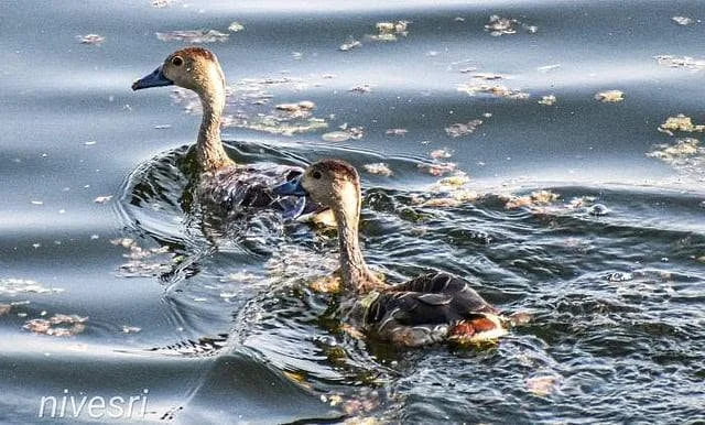 Elathur Lake birds affected by wastewater
Elathur Lake should be protected from pollution
Migratory bird habitat Elathur Lake under threat
Wastewater pollution affects birds at Elathur Lake
Call to protect Elathur Lake biodiversity