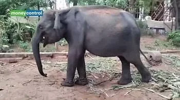 Wild elephants should not be separated from forests and brought to temples
Opposition to bringing Assam elephants to Tamil Nadu temples
Government action needed to protect the welfare of temple elephants
Request to stop bringing wild elephants for temple use
Protect elephants’ right to live naturally: TNSPI
Temple elephant issue: opposition to bringing elephants from Assam
Call to ban donating elephants to temples