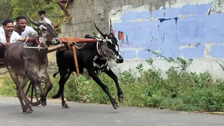 ஆரல்வாய்மொழி-செண்பகராமன்புதூர் சாலையில் மாட்டுவண்டிப்போட்டி நடத்த தடை – சமூக பொதுநல இயக்கம் வலியுறுத்தல்.