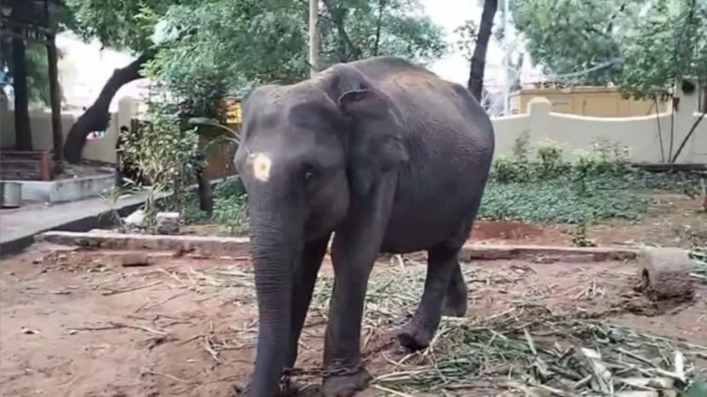 அசாமில் இருந்து தமிழக கோவில்களுக்கு யானைகள் கொண்டு வருவதற்கு எதிர்ப்பு தெரிவிக்கும் சமூக பொதுநல இயக்கம்