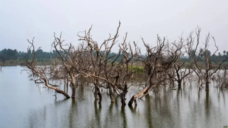 Elathur Lake Is Turning Poisonous for Birds Seeking Refuge Due to Wastewater – TNSPI Allegation.