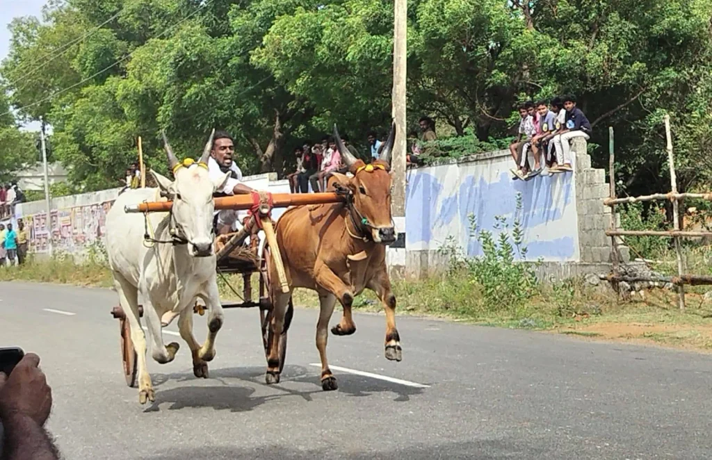 குமரி மாவட்டத்தில் மாட்டுவண்டிப்போட்டிக்கு மாற்று சாலை தேவை
போக்குவரத்து பாதிக்காத வகையில் மாட்டுவண்டிப்போட்டி நடத்த கோரிக்கை
ஆரல்வாய்மொழி-செண்பகராமன்புதூர் சாலை பாதுகாப்பு குறித்து கோரிக்கை
மாட்டுவண்டிப்போட்டியால் பொதுமக்கள் பாதிப்பு - சமூக பொதுநல இயக்கம்
சாலை போக்குவரத்துக்கு பாதிப்பு: மாட்டுவண்டிப்போட்டிக்கு தடை தேவை