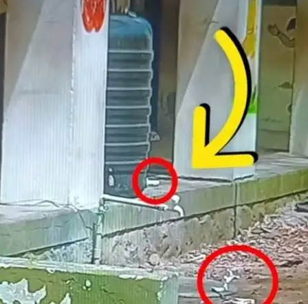 பழனி அருகே அரசுப்பள்ளி குடிநீர் தொட்டியில் மனிதக்கழிவு கலப்பு – சமூக பொதுநல இயக்கம் கண்டனம்.